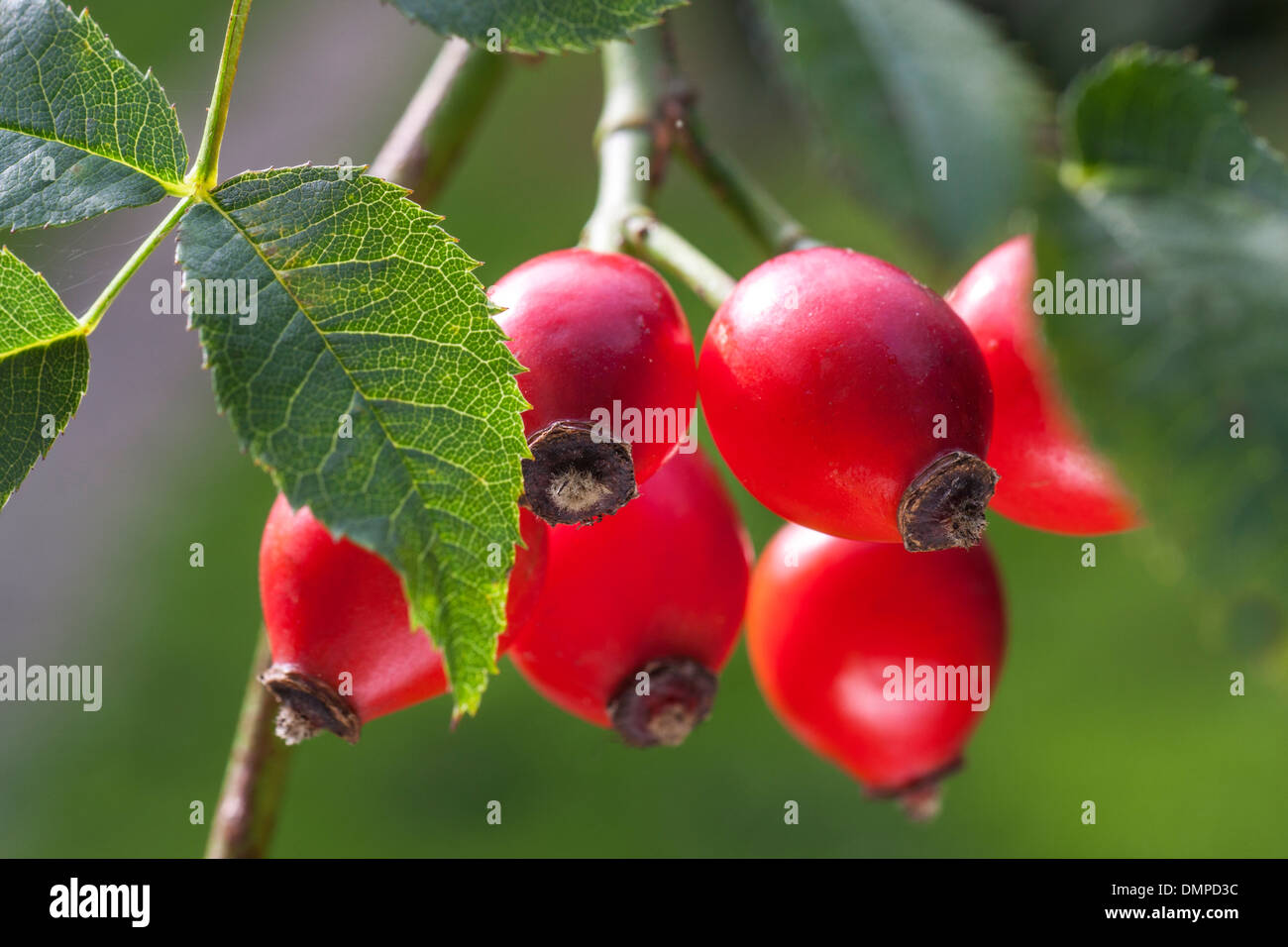 Nahaufnahme von roten Hagebutten, Früchte der Heckenrose Pflanze (Rosa Canina) Stockfoto