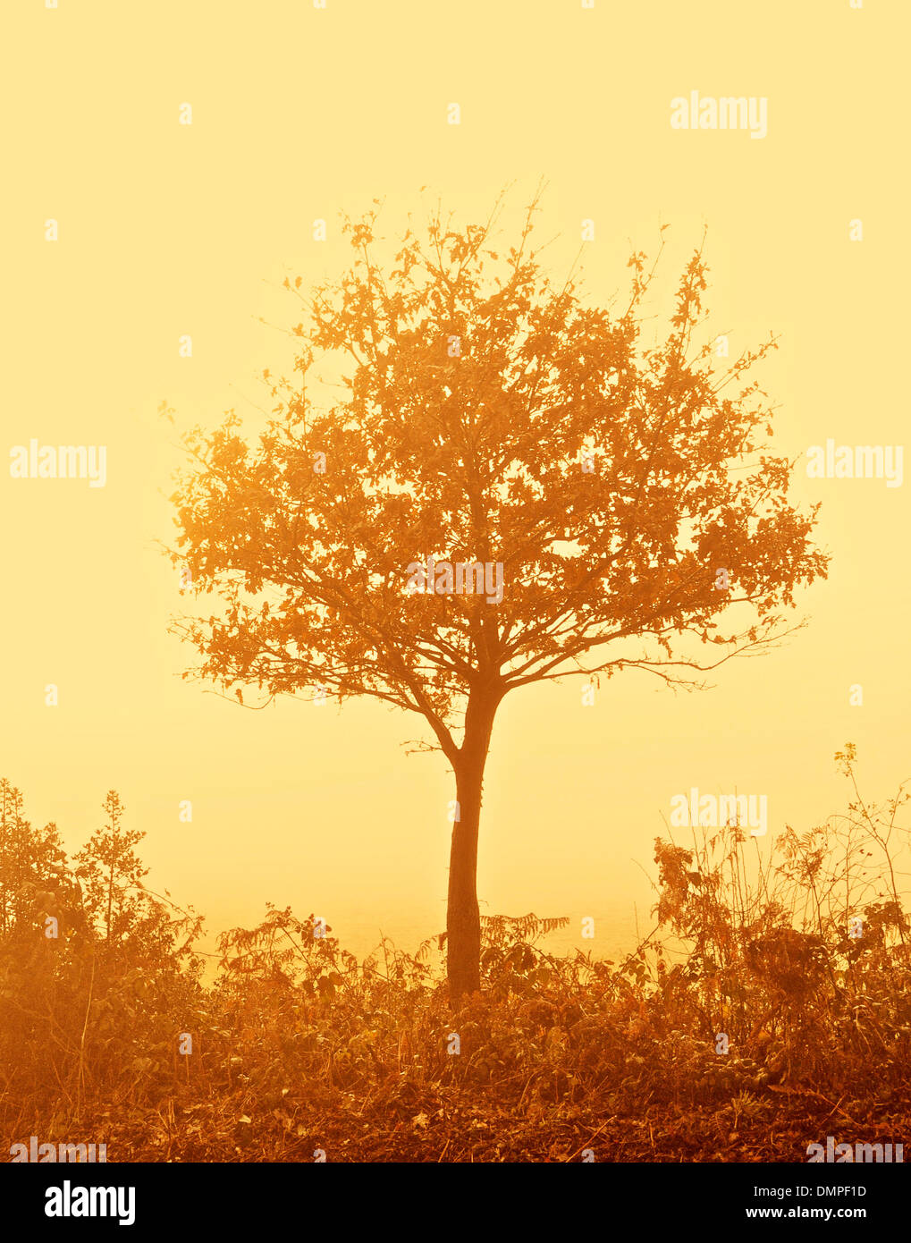 Baum im Nebel Nebel Herbst Exemplar golden Stockfoto
