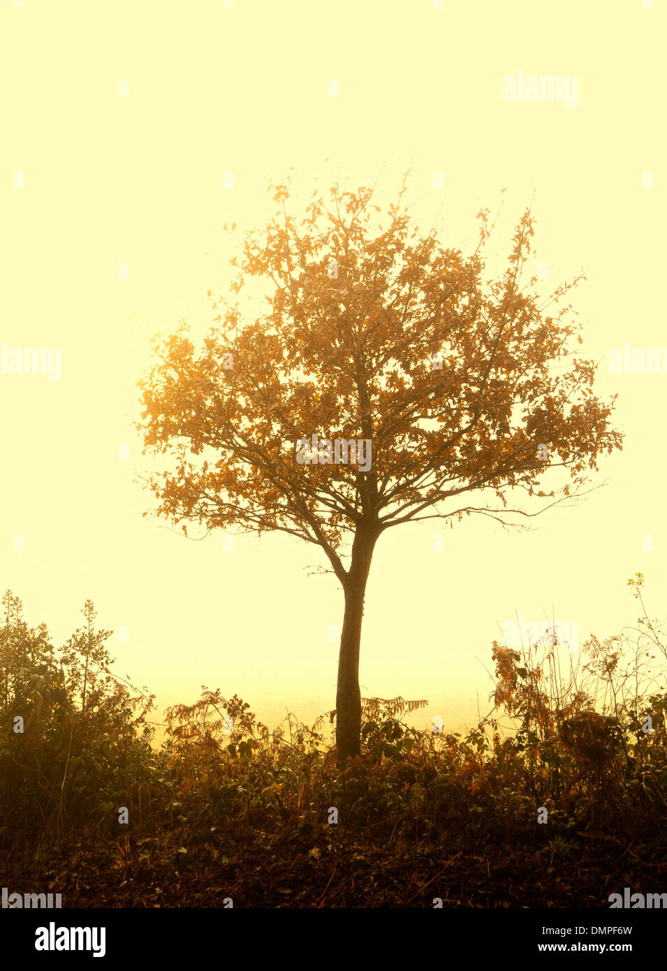 Baum im Nebel Nebel Herbst Exemplar golden Stockfoto