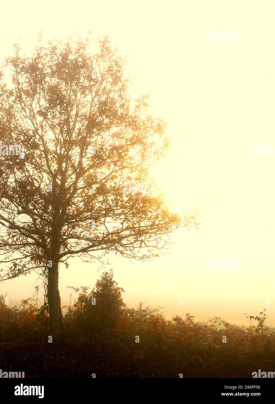 Baum im Nebel Nebel Herbst Exemplar Stockfoto