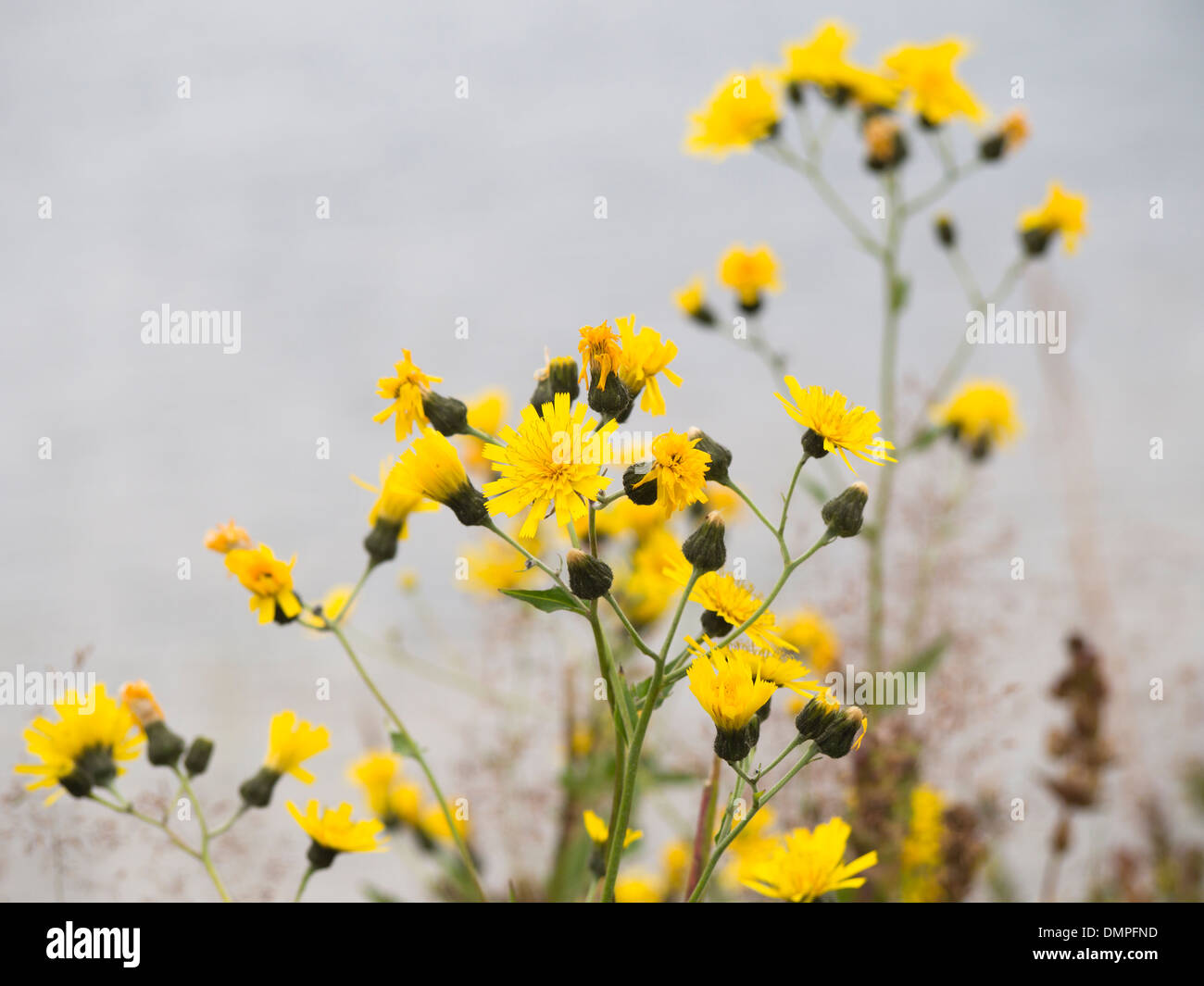 Scorzoneroides Autumnalis, Herbst Hawkbit oder vielleicht gemeinsame Habichtskräuter Habichtskräuter Vulgata Stockfoto