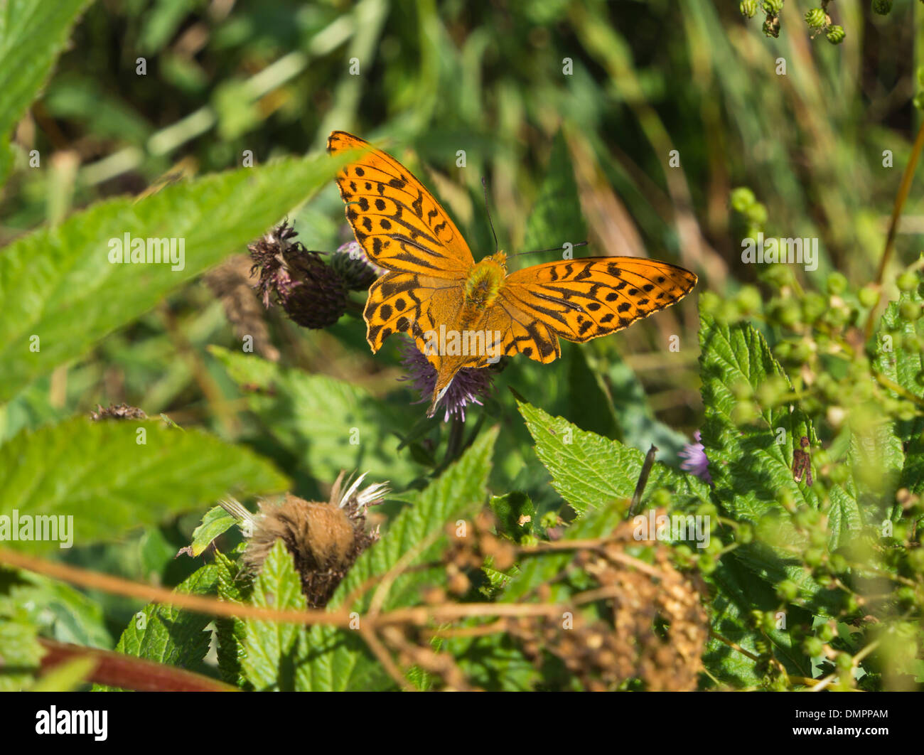 Silber-washed Fritillary Schmetterling, Flügel, die zum Teil verletzt, in einem norwegischen Sommer Wald Stockfoto