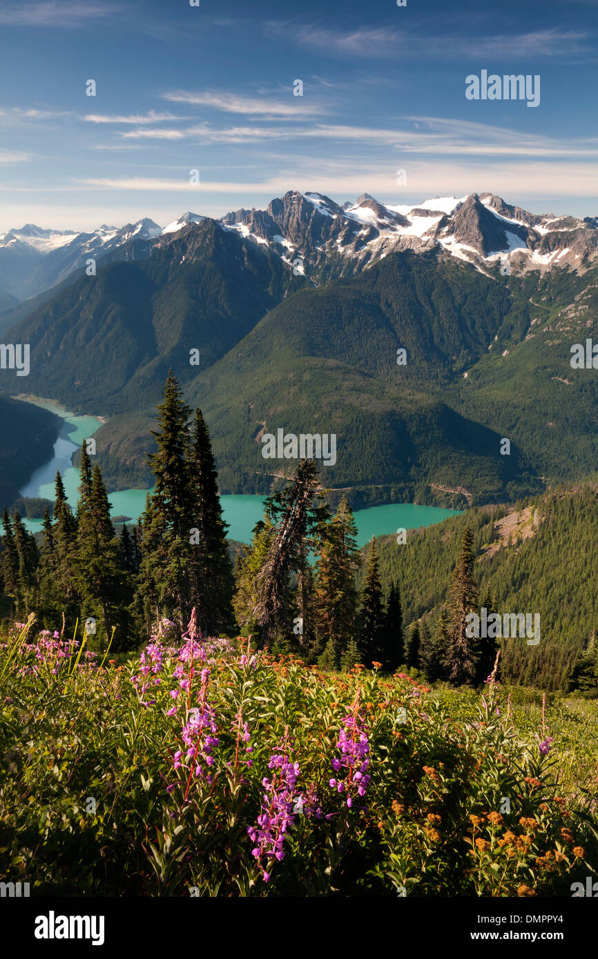 Weidenröschen blühen entlang der Sauerteig Bergweg mit Blick auf Diablo Lake und Colonial Peak in North Cascades National Park. Stockfoto