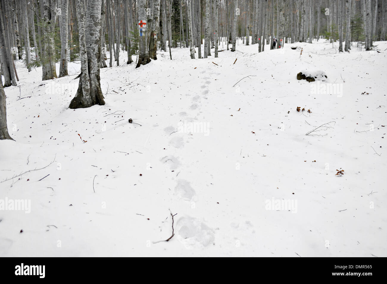 Menschliche Fußspuren im Schnee in den Wald Stockfoto