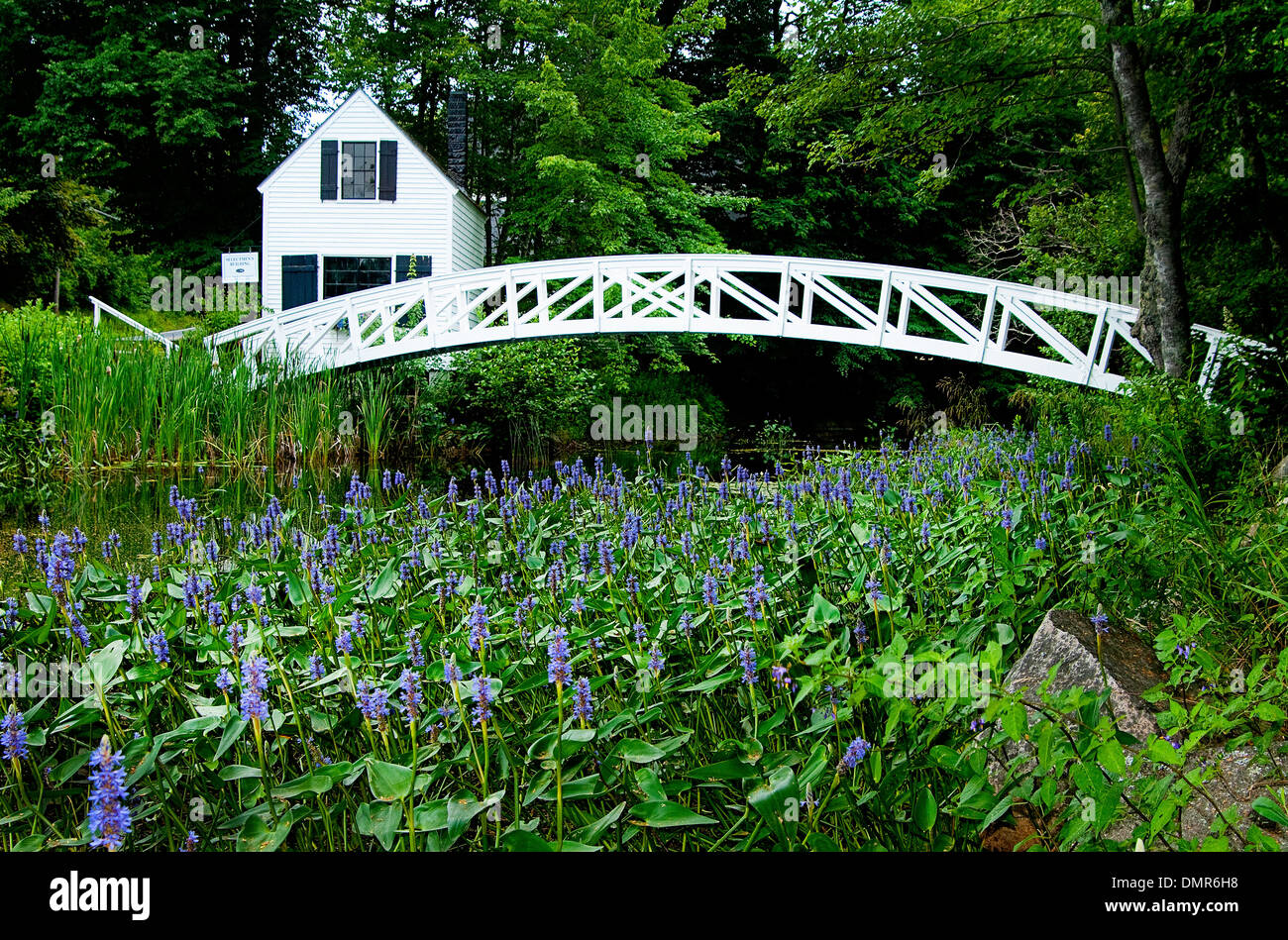 Lila Lilien umgeben den Fluss in der Nähe von einem der beliebtesten Brücken in Acadia National Park in Maine. In der Ortschaft Somesville entfernt. Stockfoto