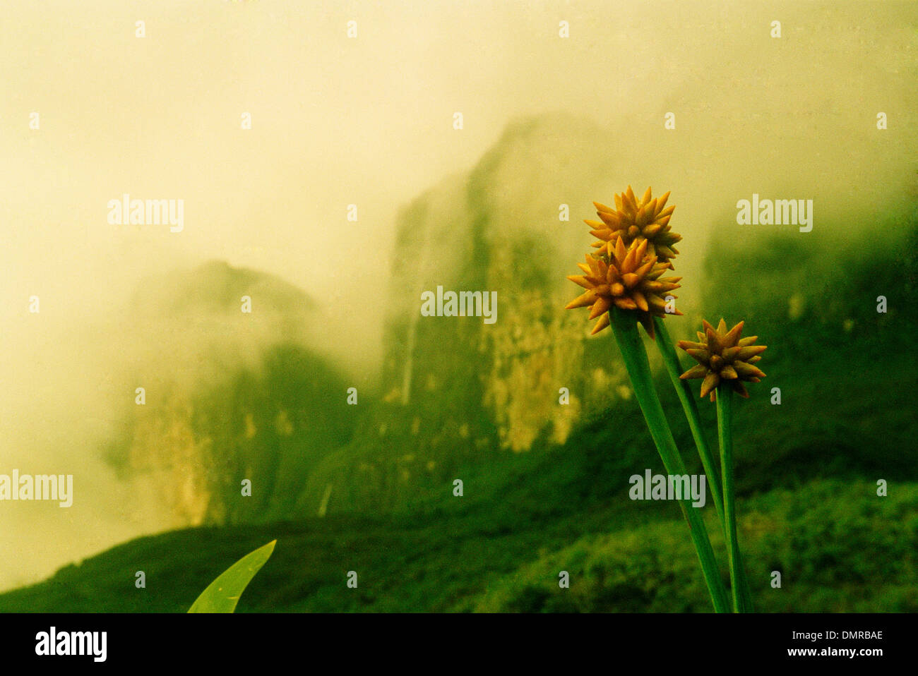 Gelbe, sternförmige Blüten mit Roraima-Berg im Hintergrund fallenden Wolken im Canaima Nationalpark in Venezuela Stockfoto
