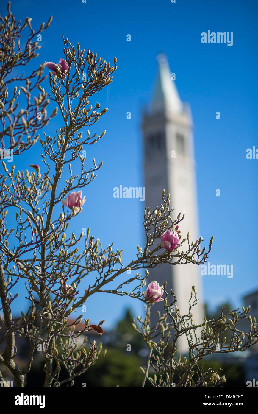University of California, Berkeley Campanile. Stockfoto