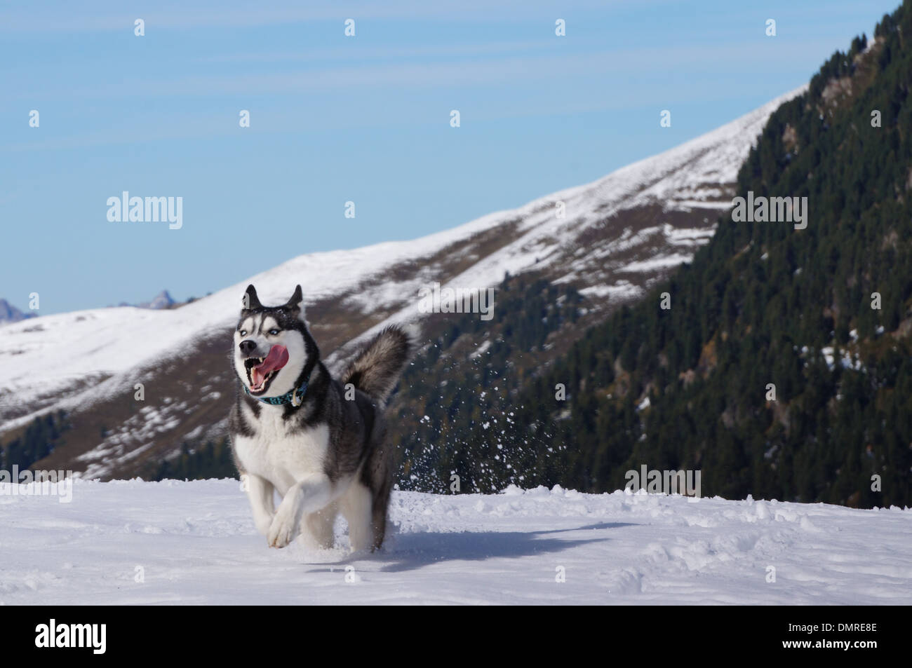Husky-Hund im Schnee Stockfoto