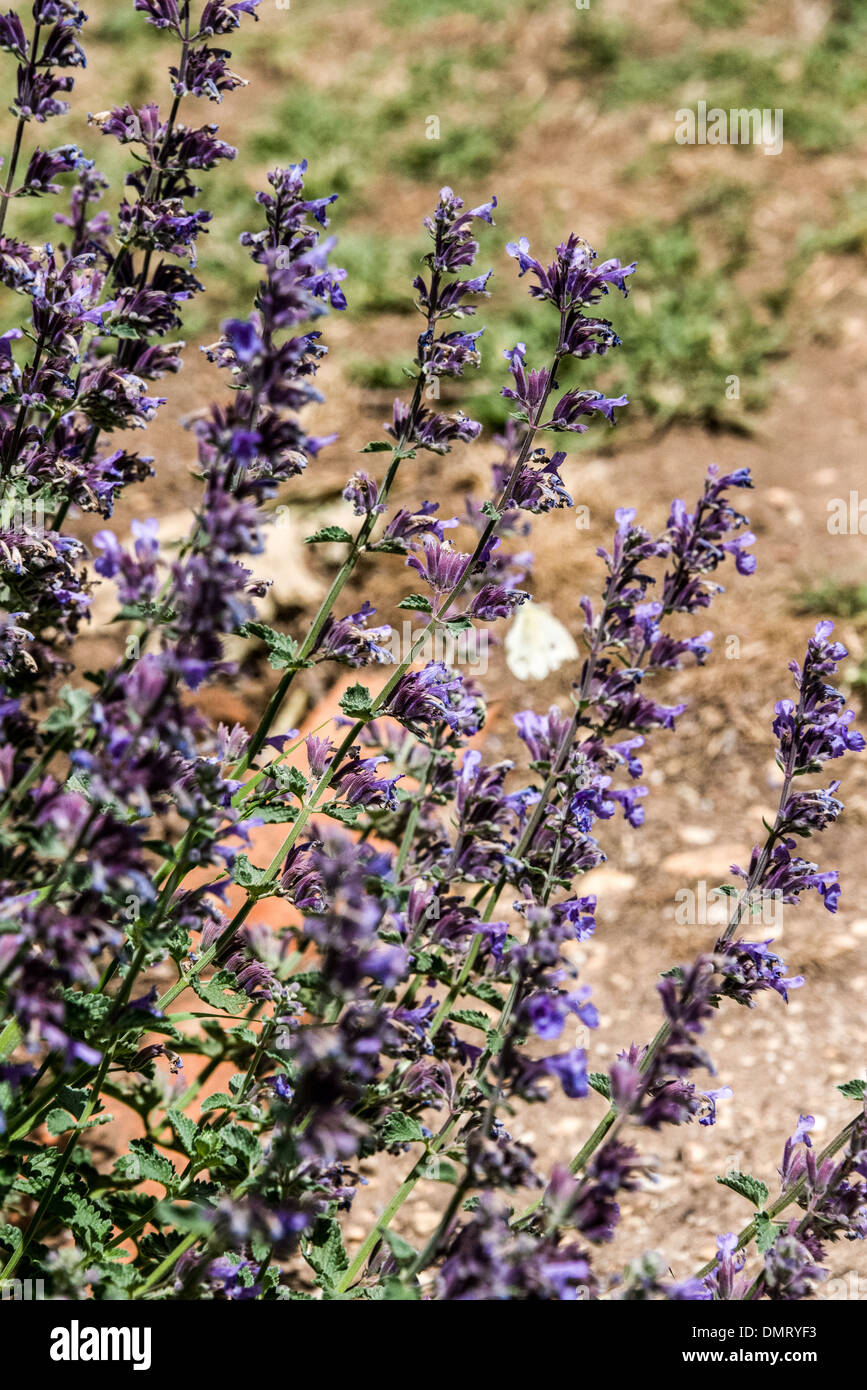 Bio Oregano Pflanze wächst auf einem Bauernhof in Anzeige Blume lila Blume Garten Stockfoto