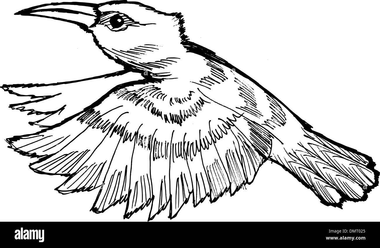 Hummingbird Stock Vektor