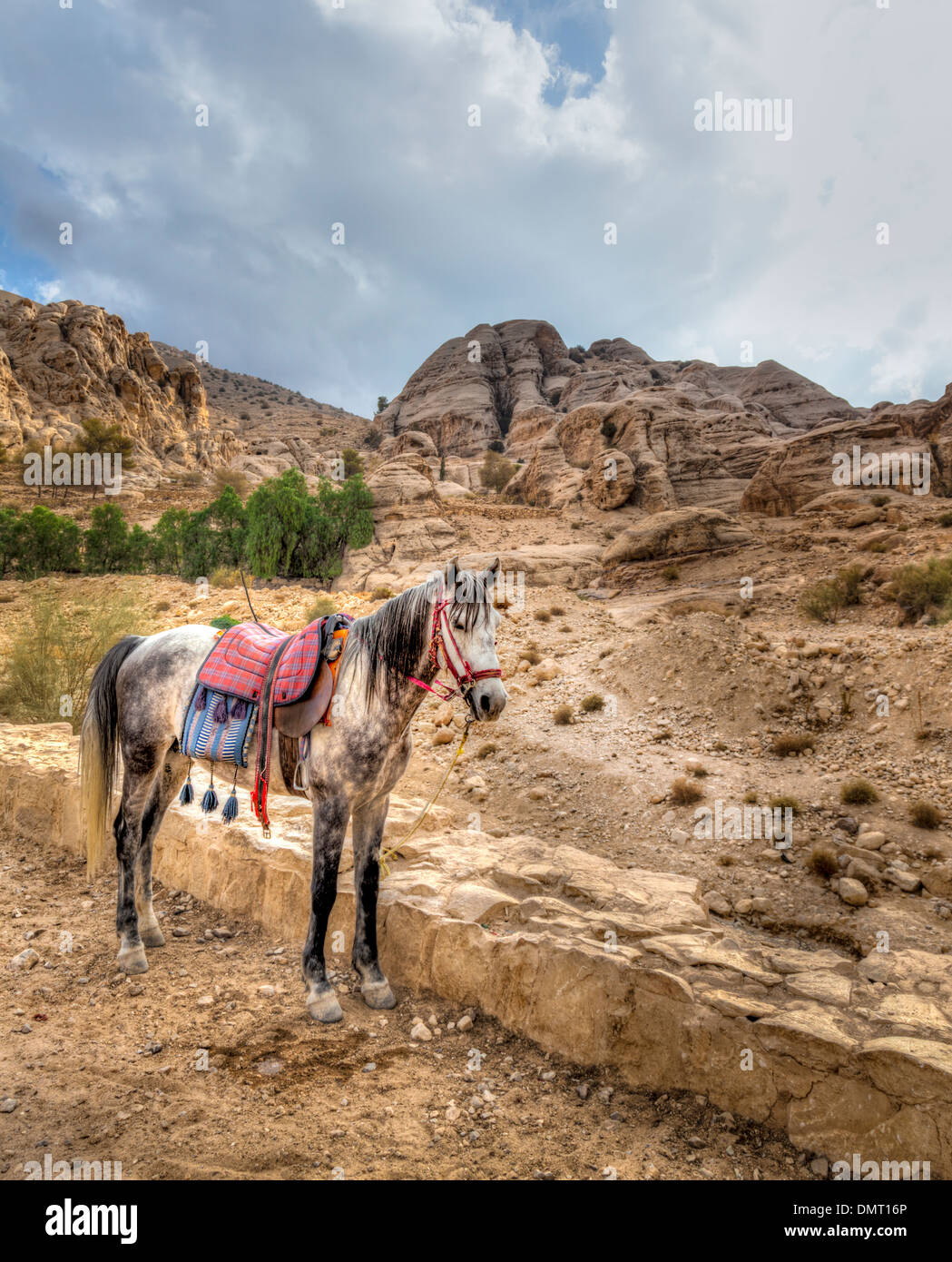 Pferd in Petra, Jordanien Stockfoto