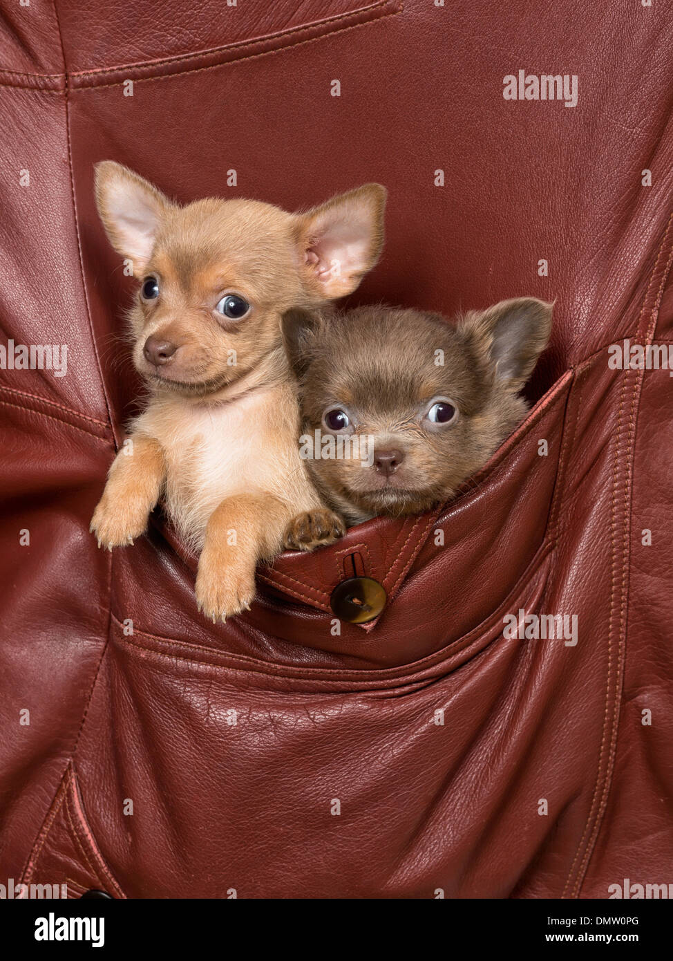 Zwei entzückende Chihuahua Welpen sitzen in das Wappen eine alte Lederjacke Stockfoto