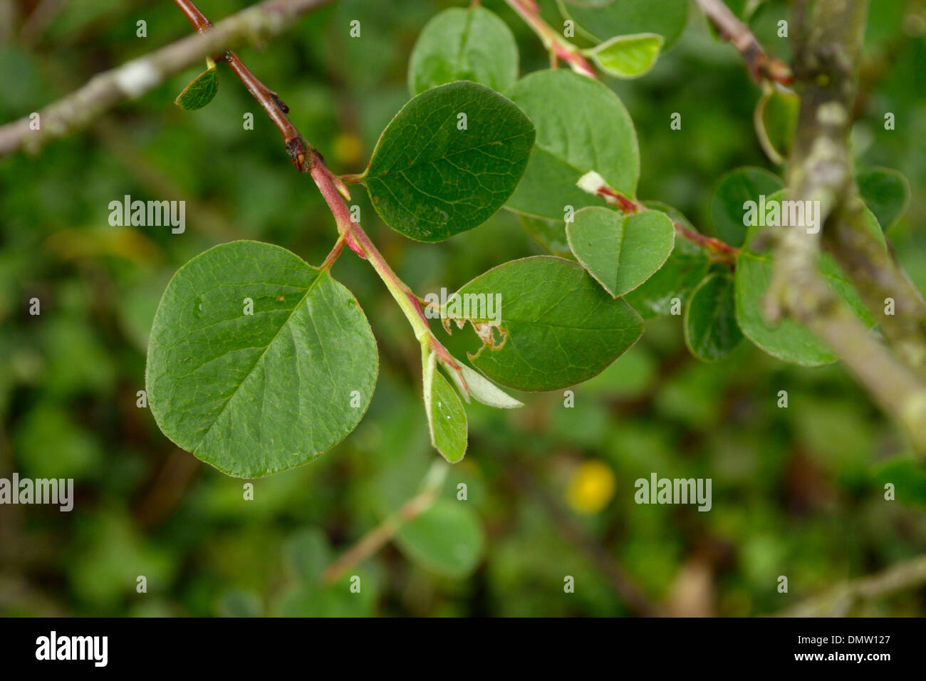 Wilde Zwergmispel Zwergmispel Cambricus oder Orme Zwergmispel Stockfoto