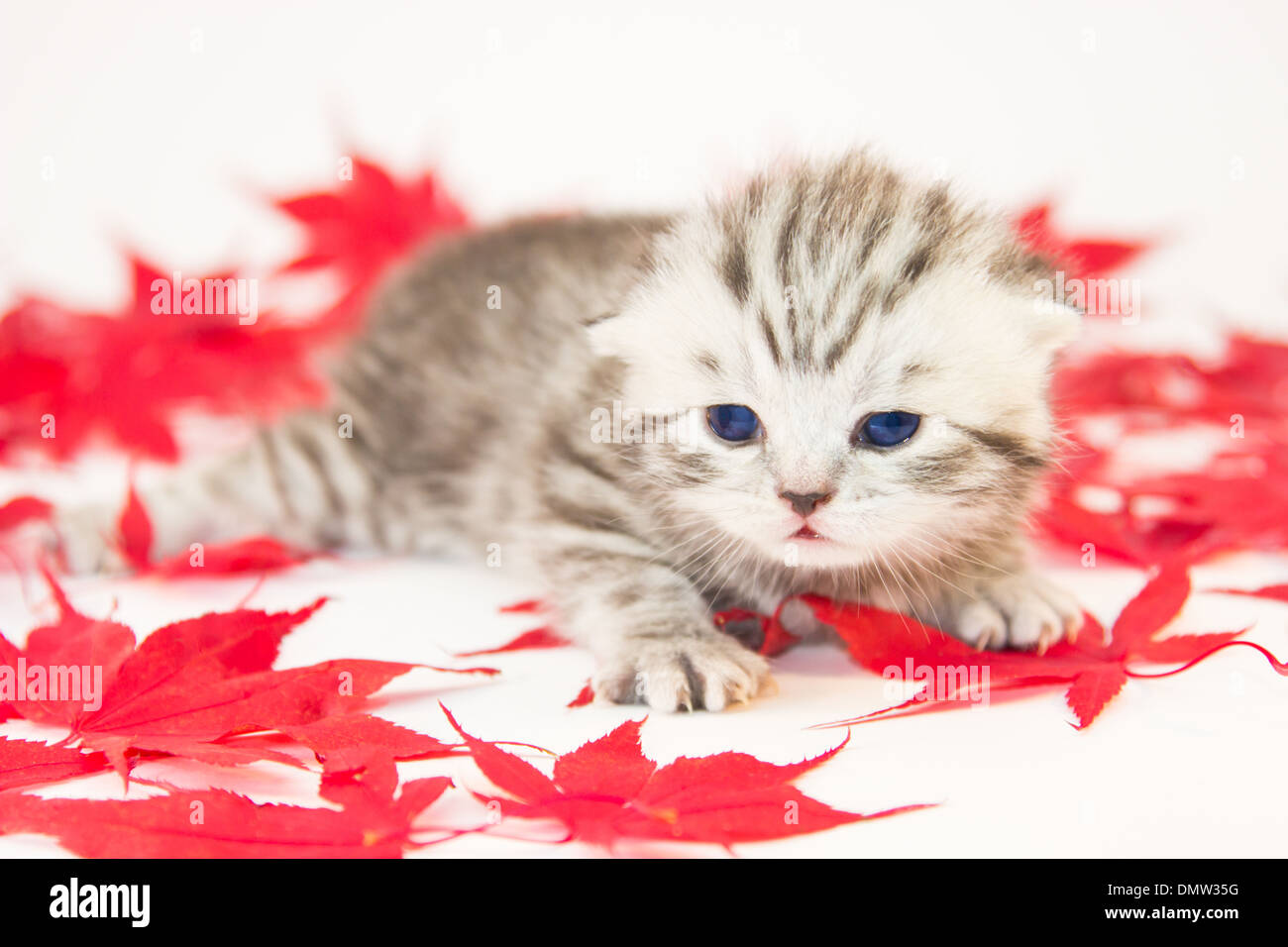 Junge Katze liegend zwischen roten Herbst Blätter auf weißem Hintergrund Stockfoto