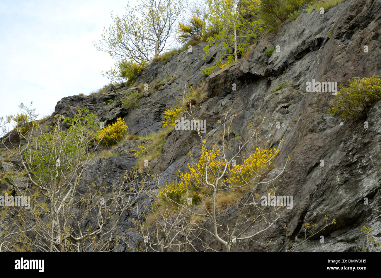 Besen, Cytisus Scoparius bei Stanner Rocks Stockfoto