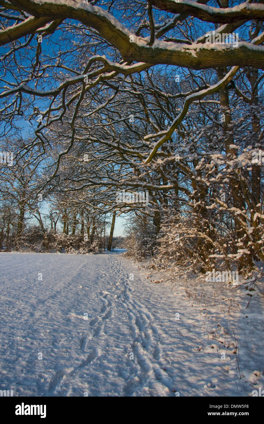 Wald-Pfad unter Schnee Stockfoto