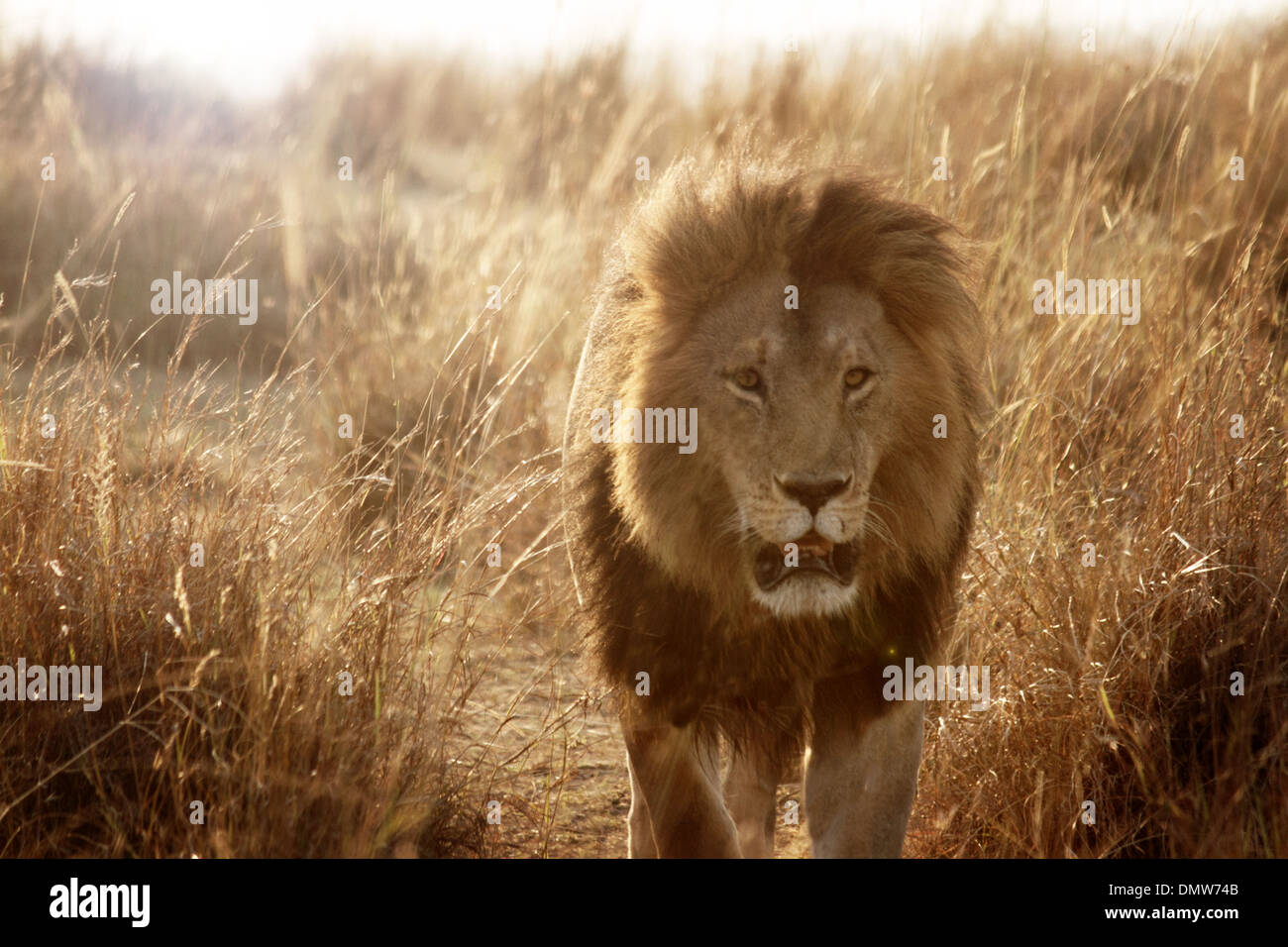 Löwen gehen männlicher Löwe gegen die Sonne Afrikas Stockfoto