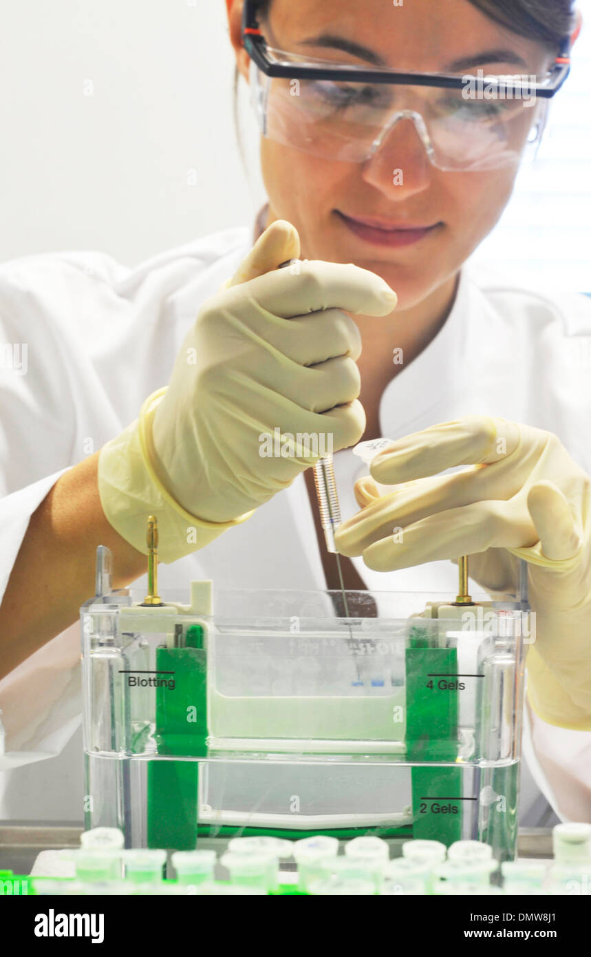 Wissenschaftler laden eine DNA-Agarose-Gel mit einer pipette Stockfoto