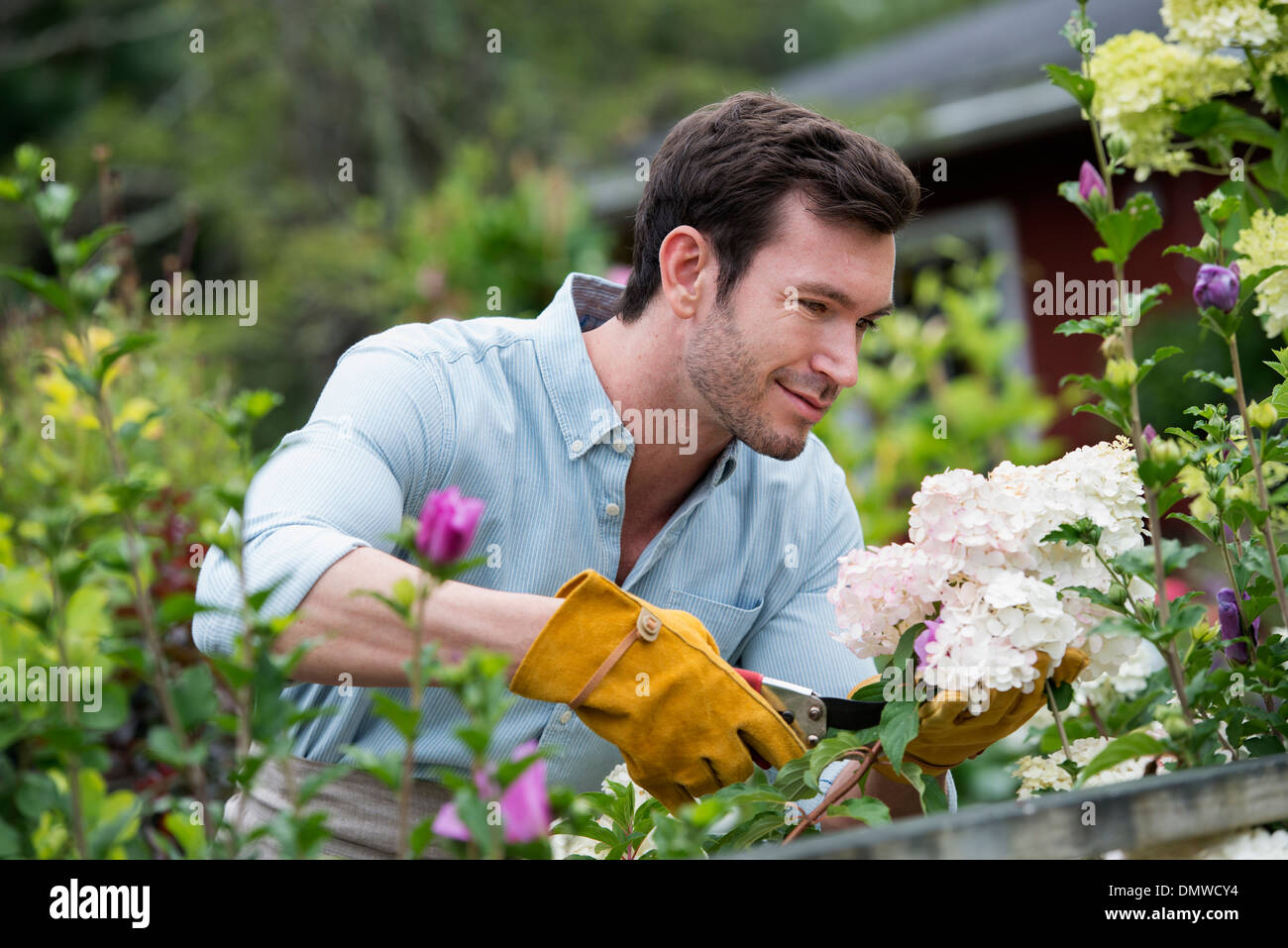 Ein Bio-Blumen-Gärtnerei. Ein Mann, der arbeitet tendenziell Pflanzen. Stockfoto
