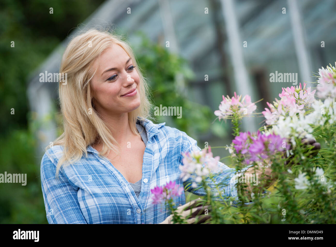 Ein Bio-Blumen-Gärtnerei. Eine Frau, die arbeitet. Stockfoto