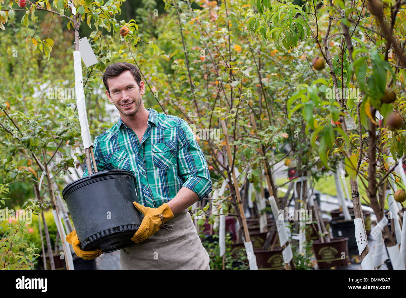 Ein Bio-Blumen-Gärtnerei. Ein Mann, der arbeitet, trägt einen Bäumchen-Baum in einem Topf. Stockfoto