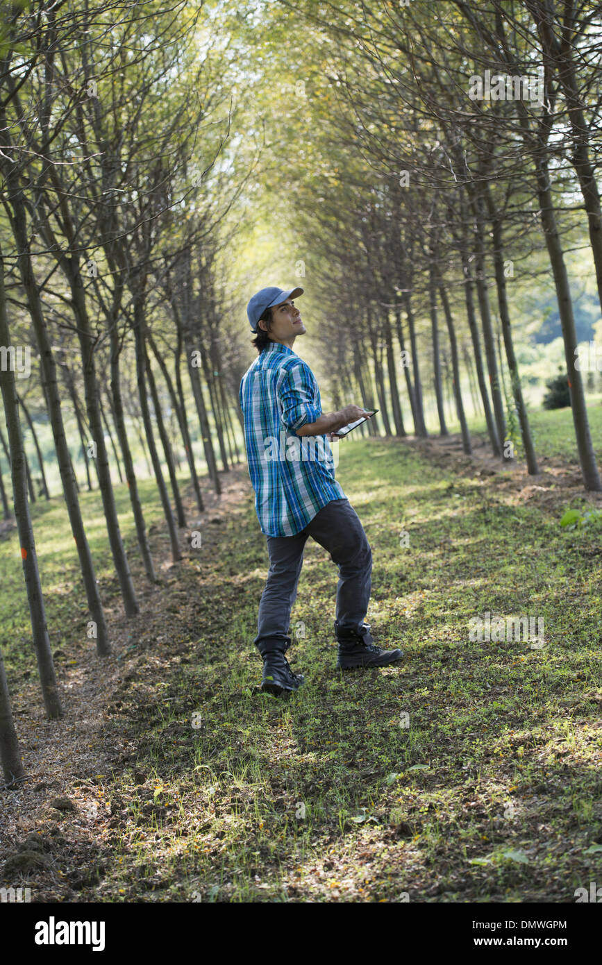 Ein Mann zu Fuß hinunter eine Allee von Bäumen, die auf der Suche nach oben. Stockfoto
