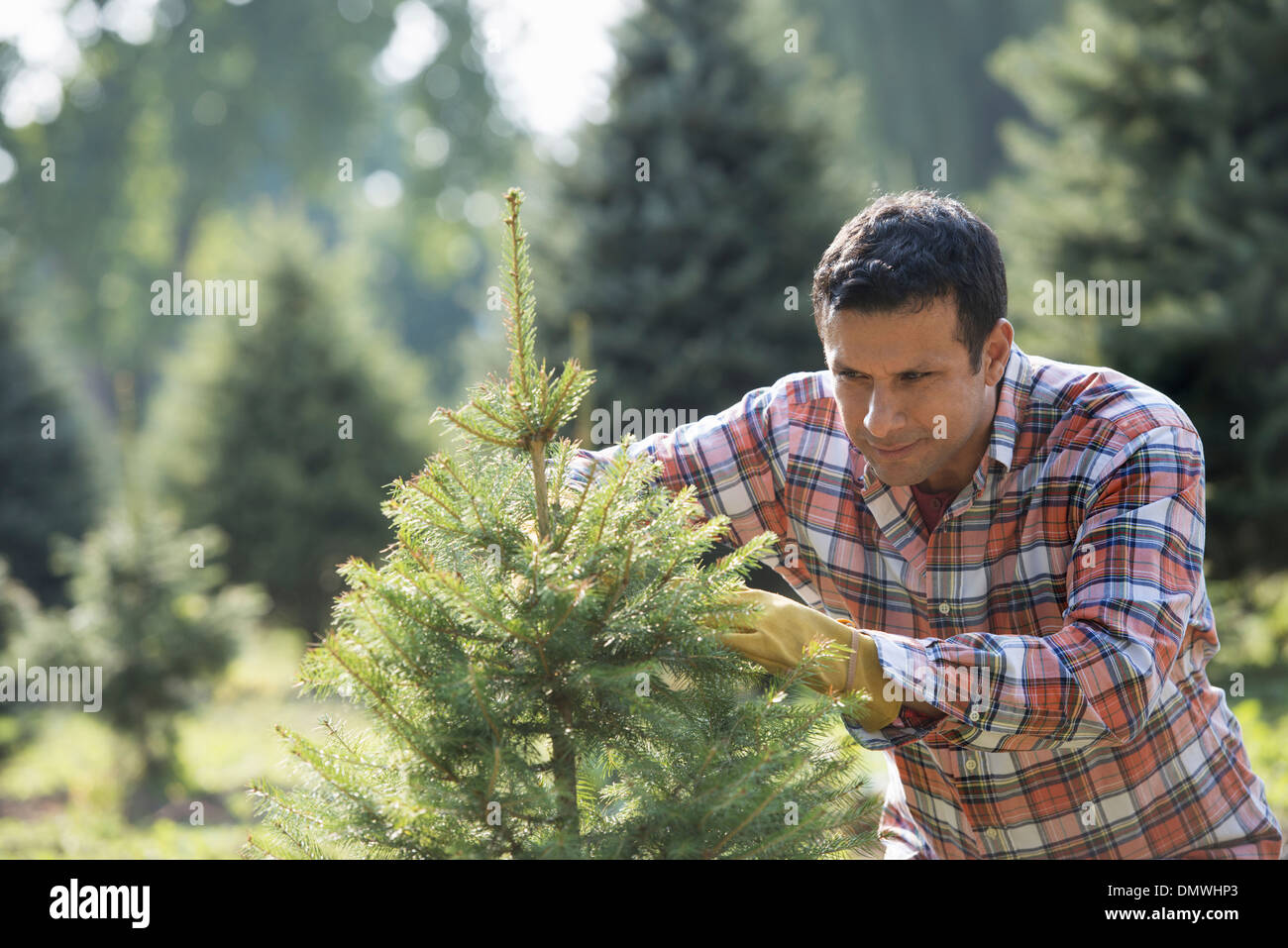 Ein Mann, eine organisch gewachsene Weihnachtsbaum beschneiden. Stockfoto