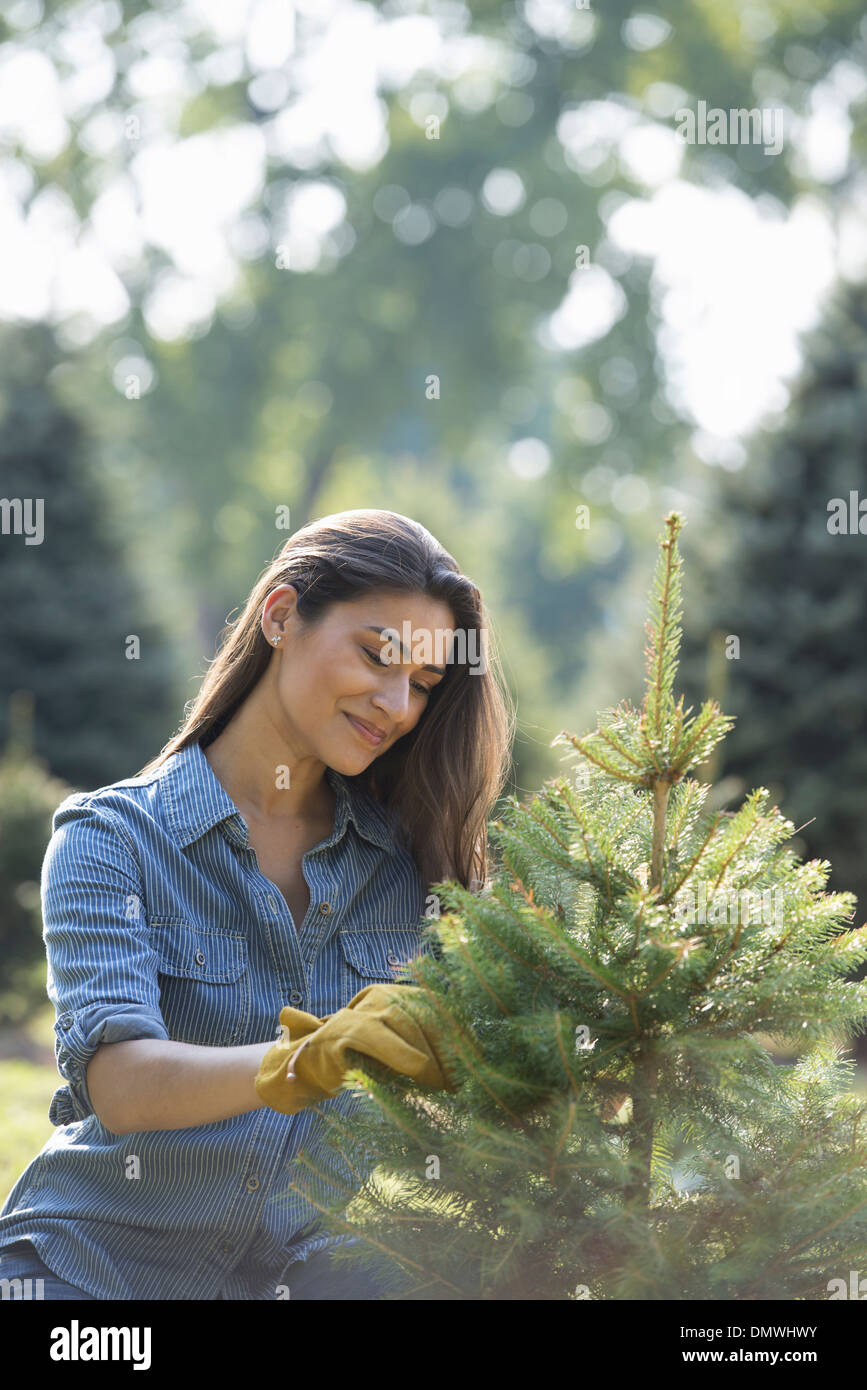 Eine Frau, eine organisch gewachsene Weihnachtsbaum beschneiden. Stockfoto