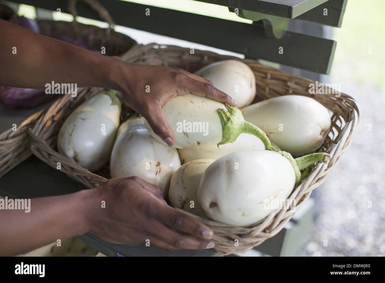 Ein Bio-Obst und Gemüse Bauernhof. Ein Mann, Frische Auberginen sortieren. Stockfoto