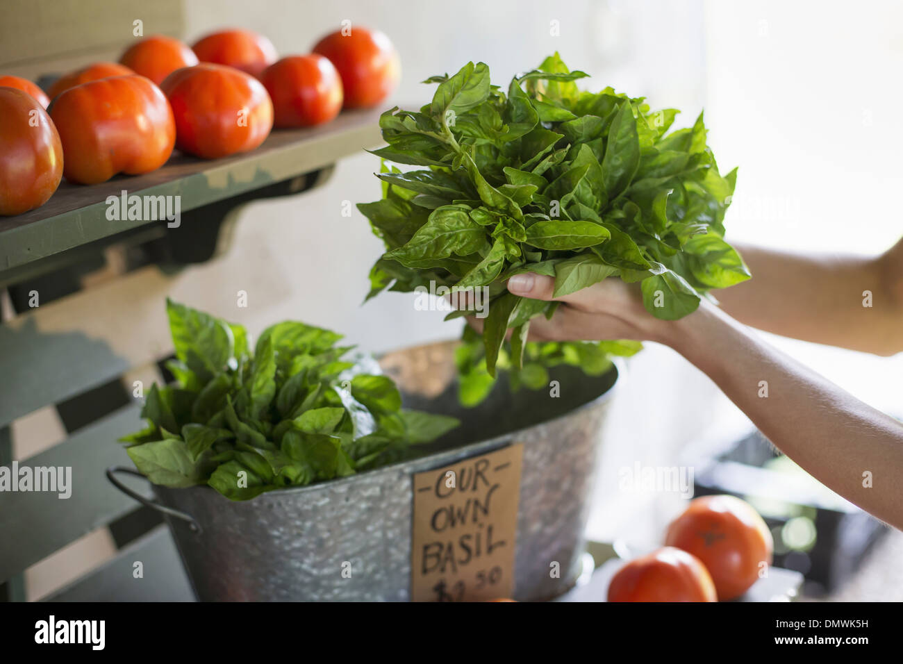 Ein Bio-Obst und Gemüse Bauernhof. Eine Person, die frischen grünen Salat verlässt. Stockfoto