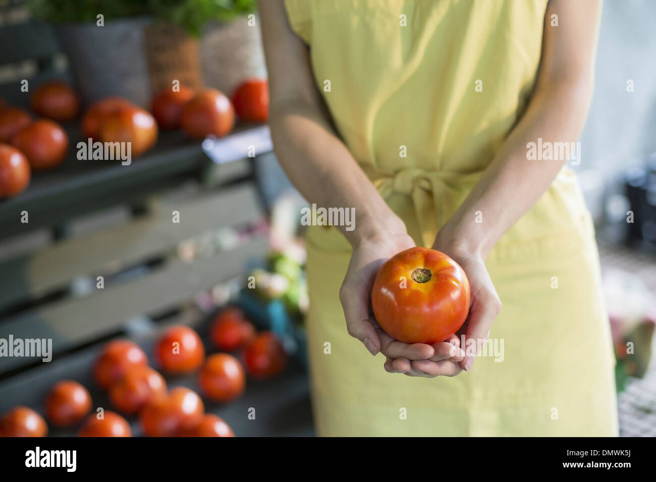 Ein Bio-Obst und Gemüse Bauernhof. Eine Frau hält eine Tomate. Stockfoto