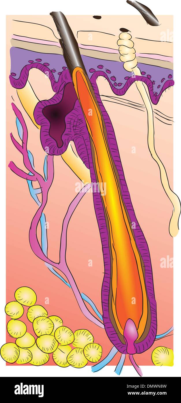 Menschliches Haar Stock Vektor