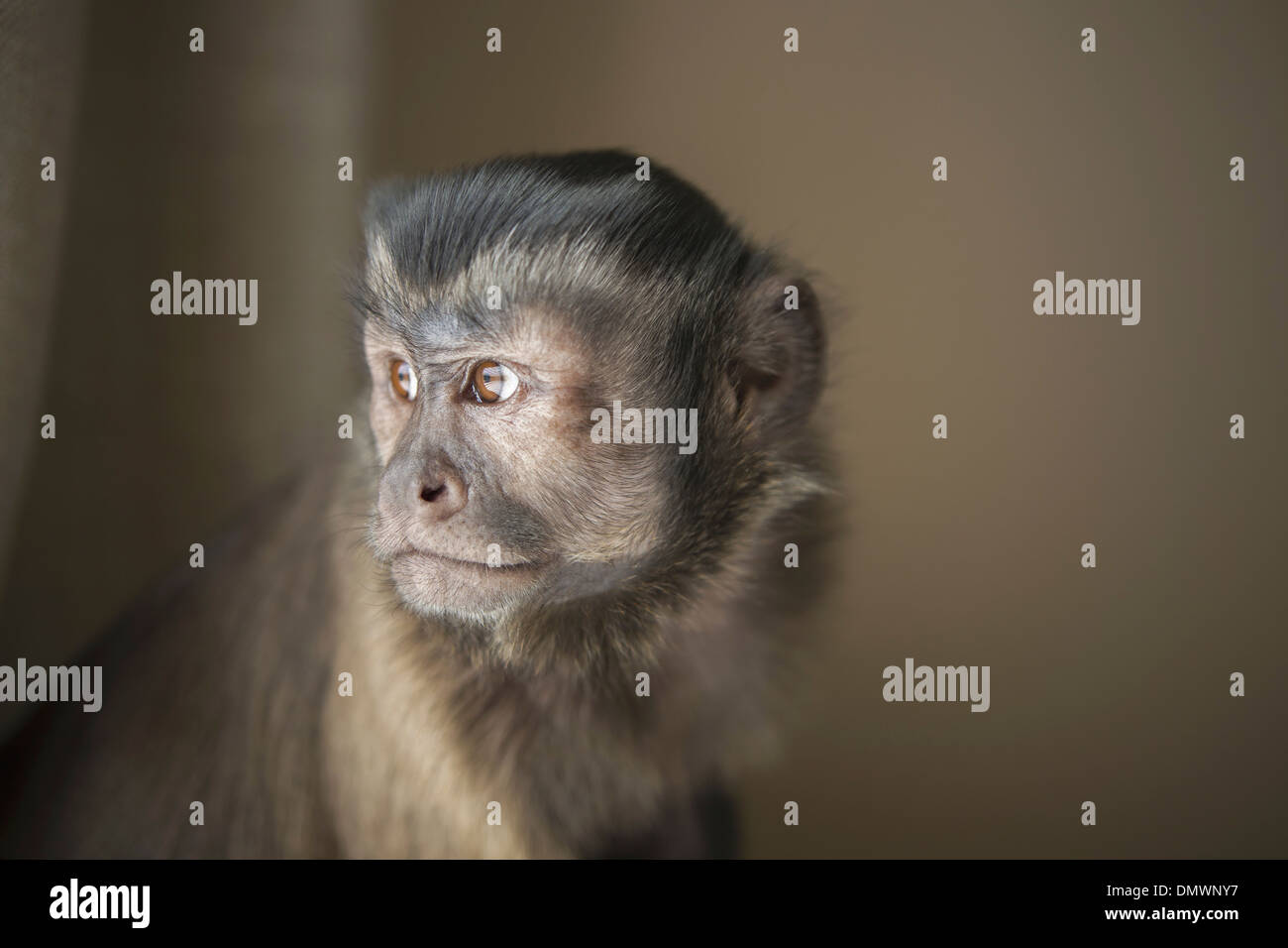 Eine Kapuziner Affe sitzend, Kopf und Schultern. Stockfoto