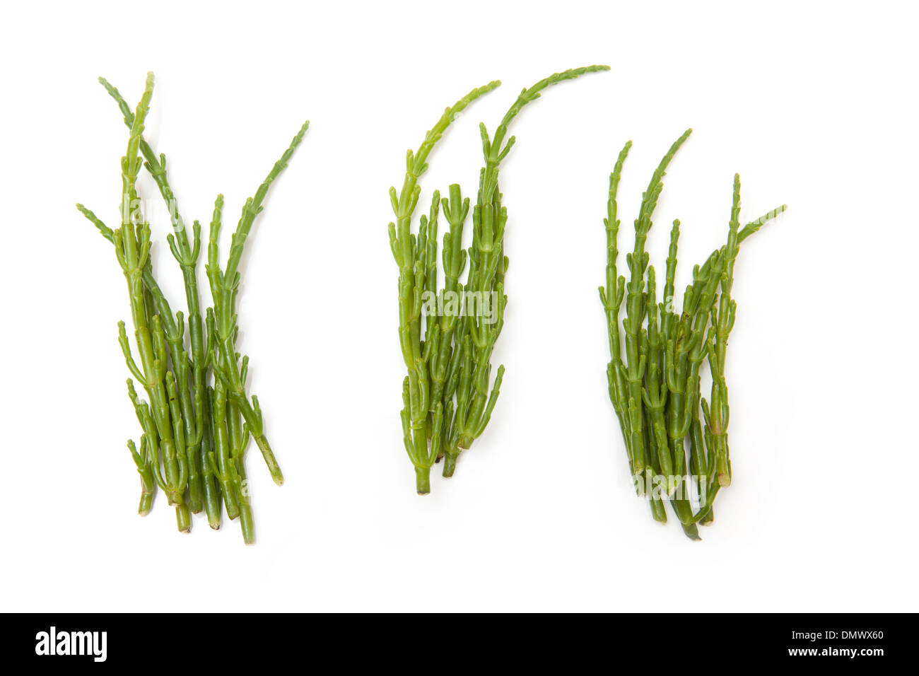 Meerfenchel, Crithmum Maritimum isoliert auf einem weißen Studio-Hintergrund. Stockfoto