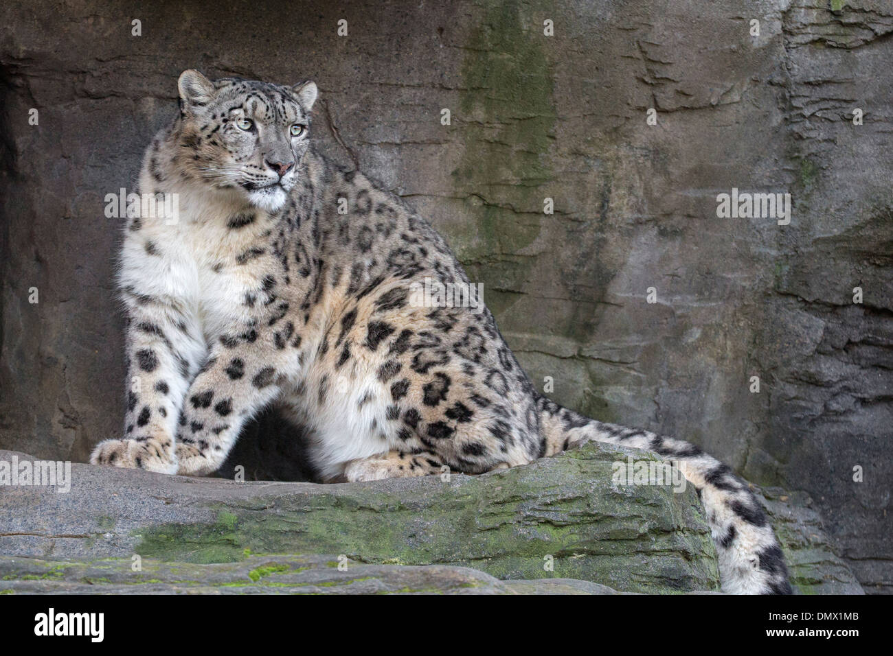 Snow Leopard Stockfoto