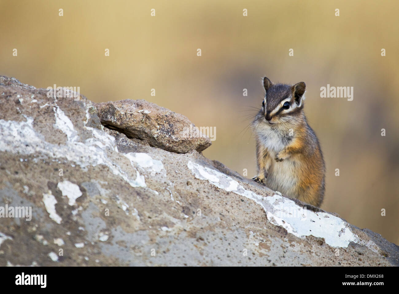 Wenigsten Chipmunk Tamias Zip Yellowstone Nationalpark in Wyoming MA002644 Stockfoto