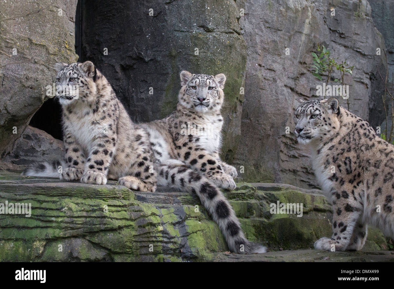 Snow Leopard mit ihren 7 Monate alten Jungen Stockfoto