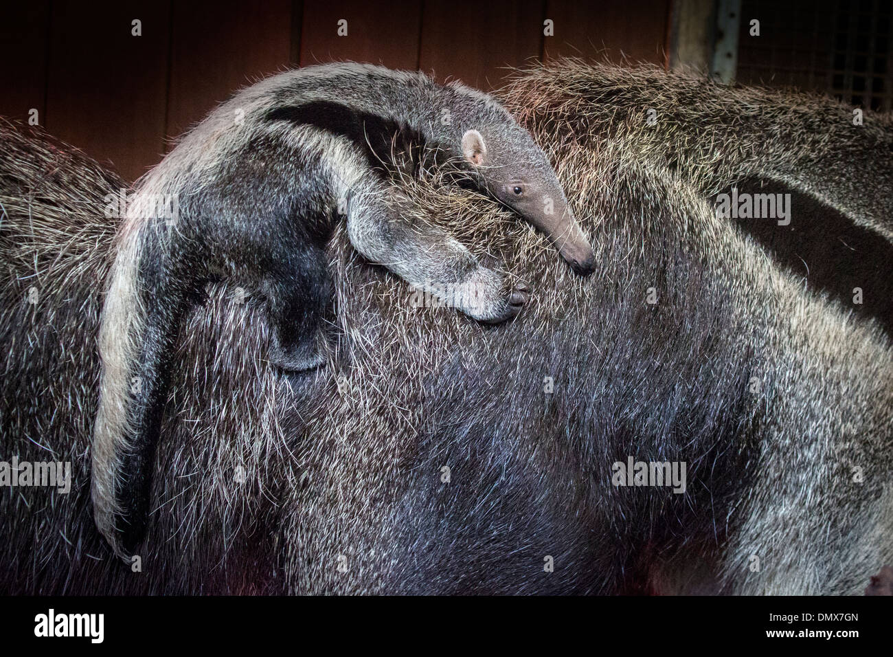 Großer Ameisenbär mit ihrem 5 Wochen alten Jungen Stockfoto