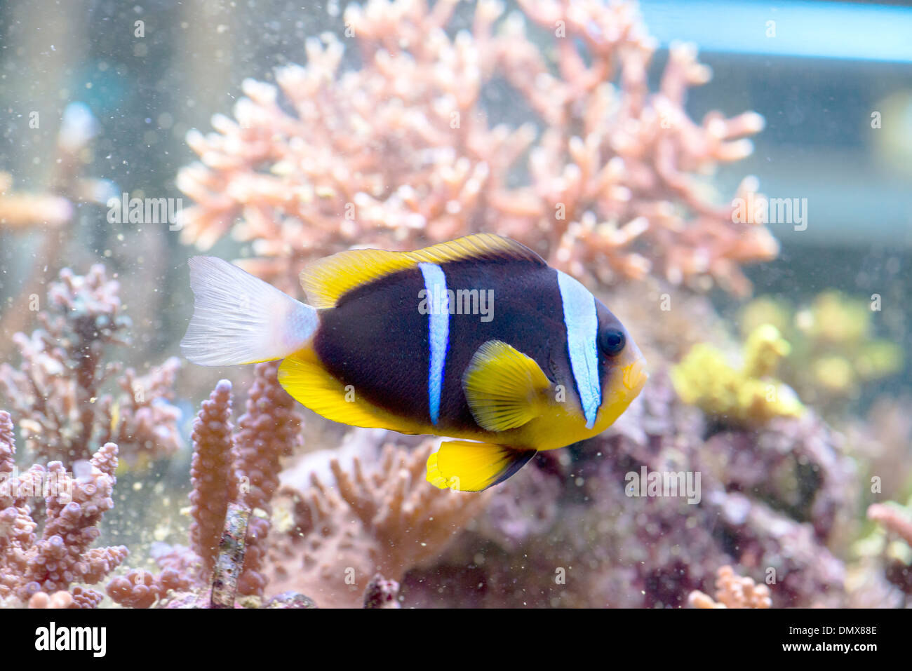 Amphiprion Clarkii - Clarkii Clownfish - bunte Seefisch Stockfoto