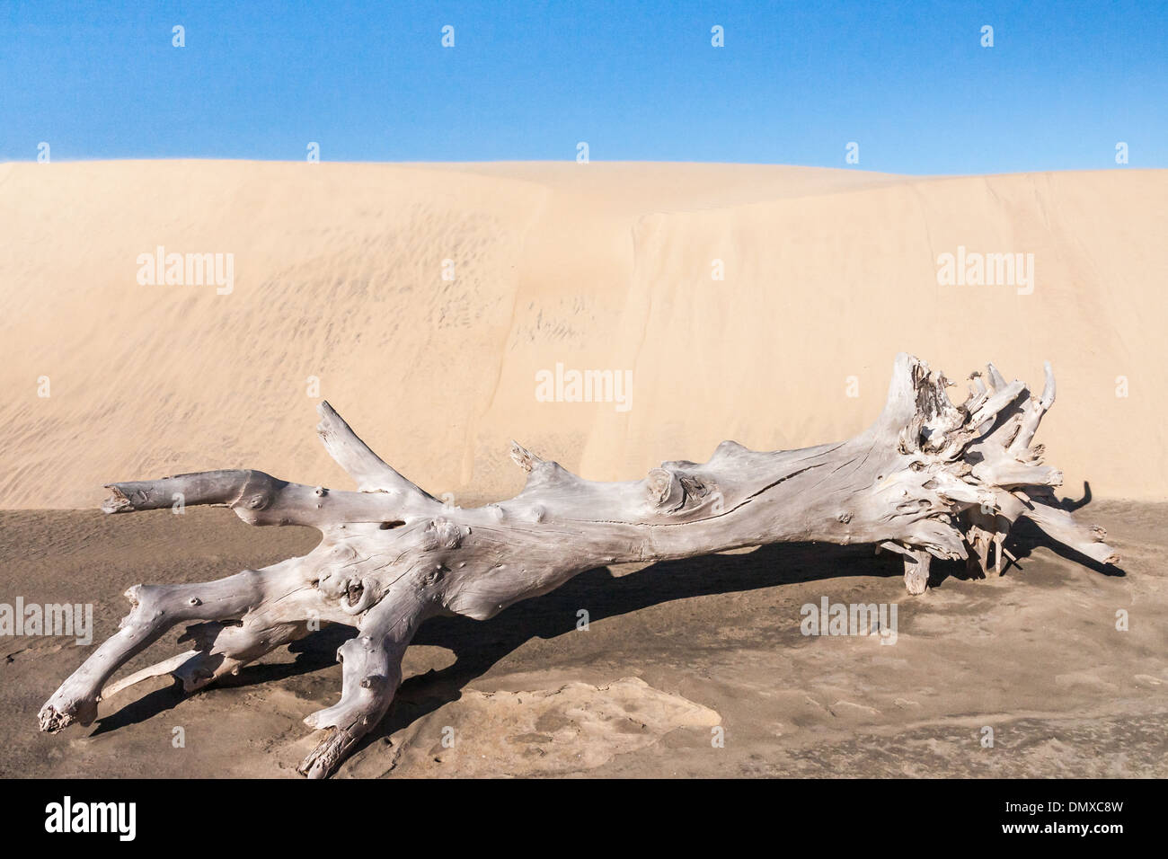Alten Baumstumpf vor einer Sanddüne Stockfoto