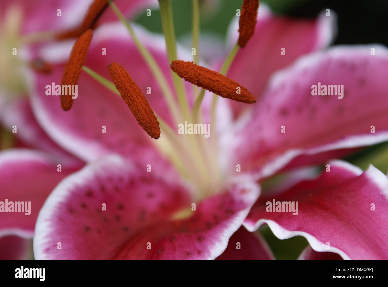 Roten Staubfäden einer roten und weißen Asiatic Lilie Stockfoto