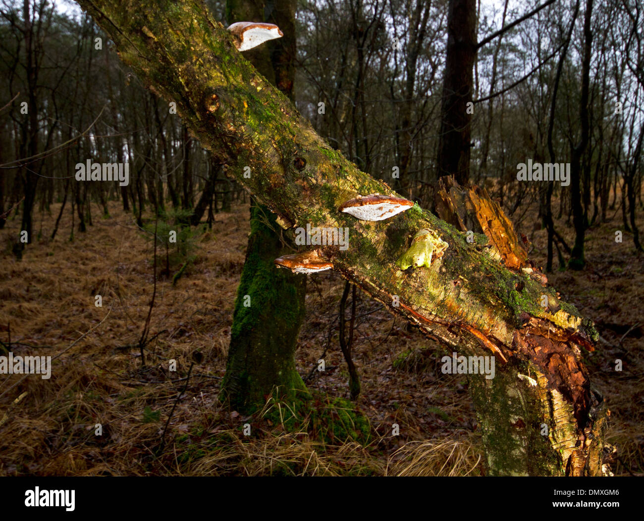 Birke Polypores (Piptoporus Betulinus), auch bekannt als Rasiermesser Streichriemen oder Birke Halterung, Birke auf einen Toten und gebrochene Birke. Stockfoto