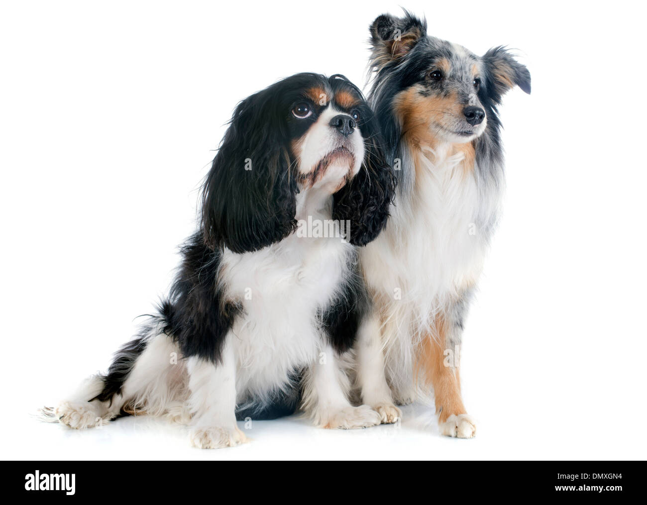 Porträt von einem reinrassigen Shetland Hund und Cavalier king Charles vor weißem Hintergrund Stockfoto