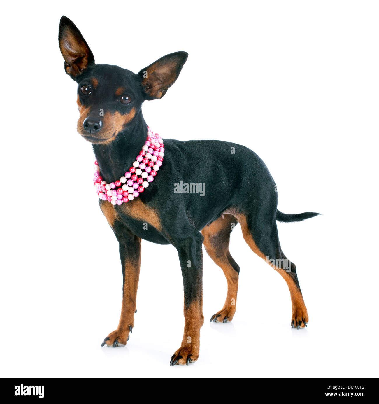 reinrassige Zwergpinscher vor weißem Hintergrund Stockfoto