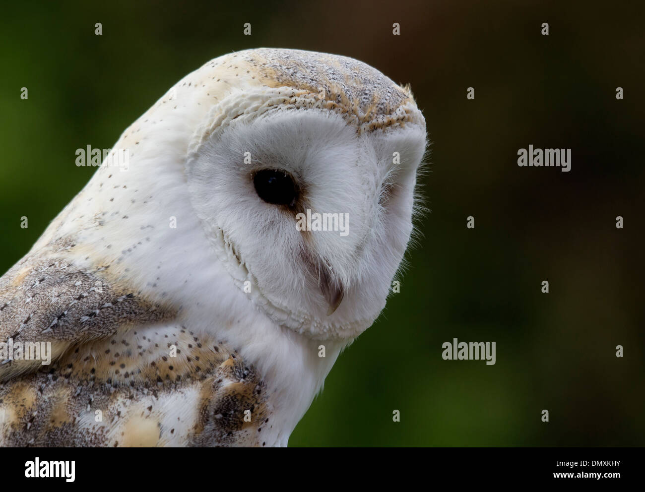 Schleiereule, Closeup Kopf geschossen Stockfoto