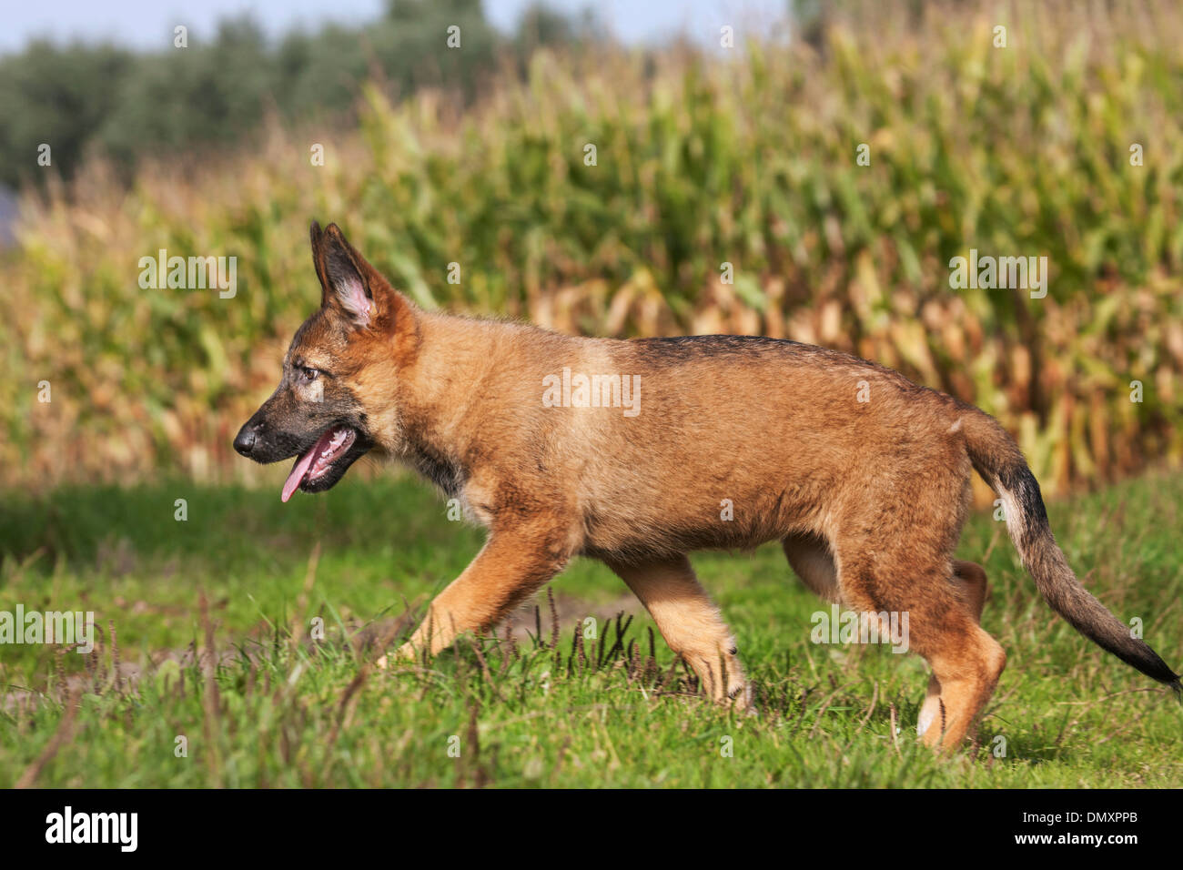 Neugierig Schäferhund Welpe Hund (Canis Lupus Familiaris) zu Fuß und erkunden in Feld Stockfoto