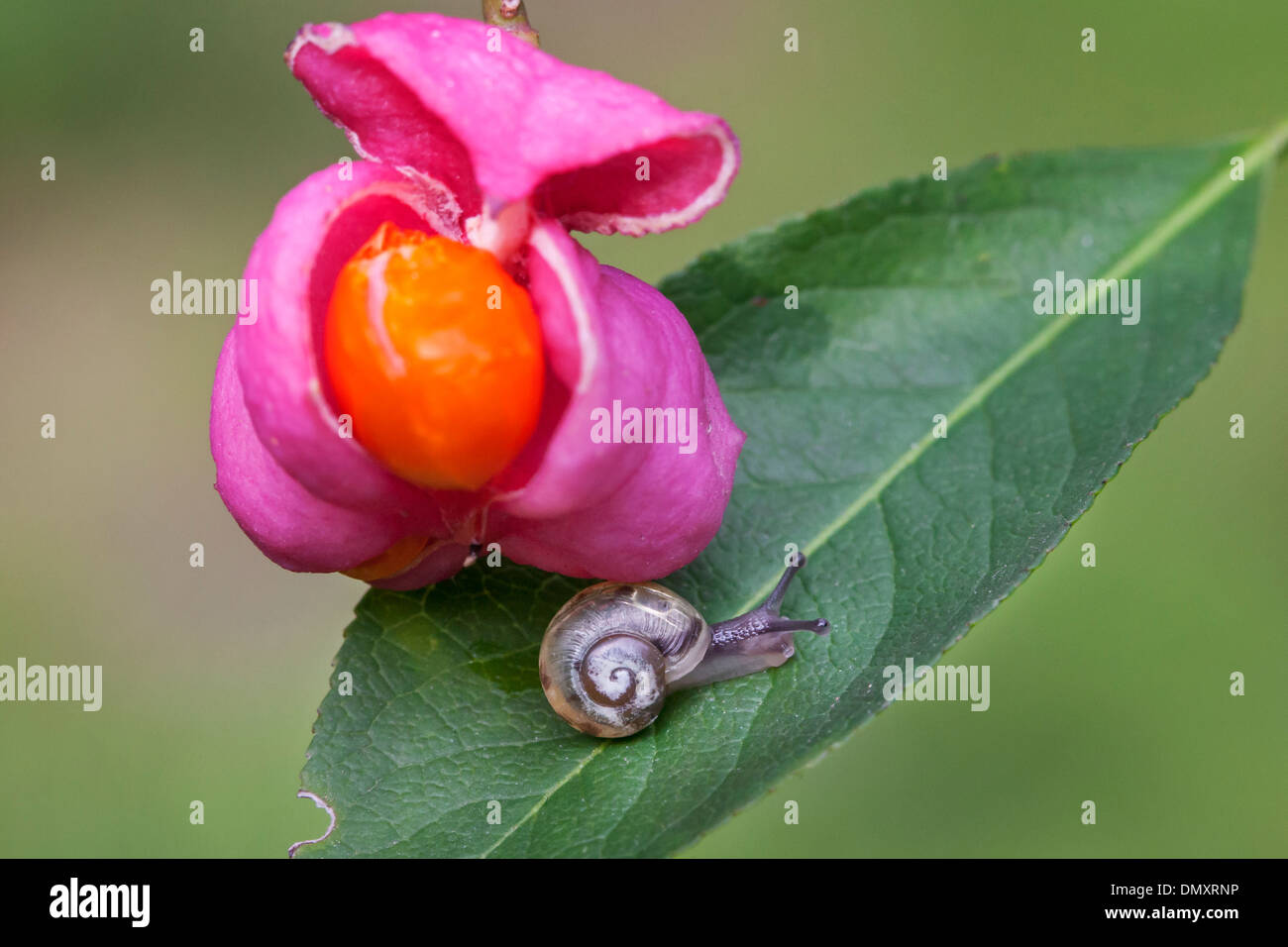 Kleine Schnecke und europäischen Spindel / gemeinsame Spindel (Euonymus Europaeus) Nahaufnahme von reifen Früchten zeigt leuchtende orangefarbene Samen Stockfoto