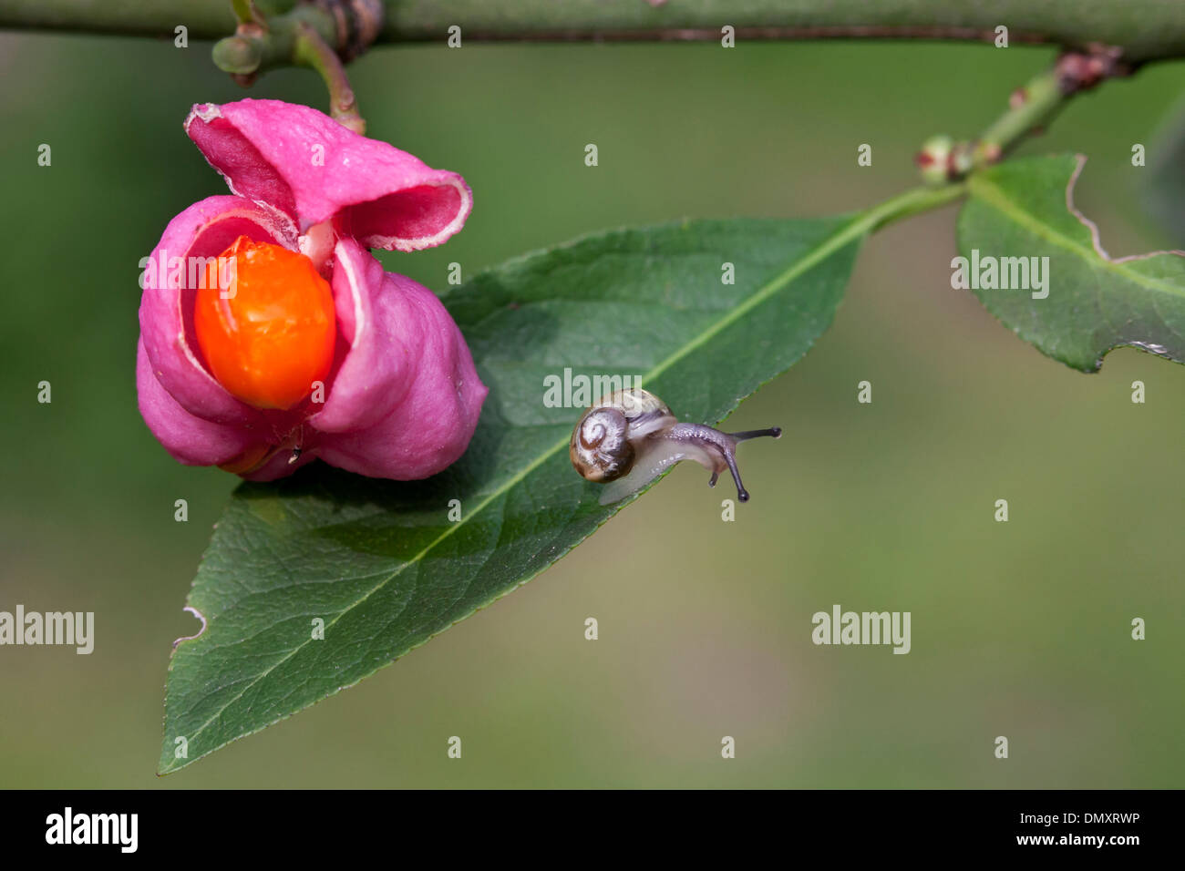 Kleine Schnecke und europäischen Spindel / gemeinsame Spindel (Euonymus Europaeus) Nahaufnahme von reifen Früchten zeigt leuchtende orangefarbene Samen Stockfoto