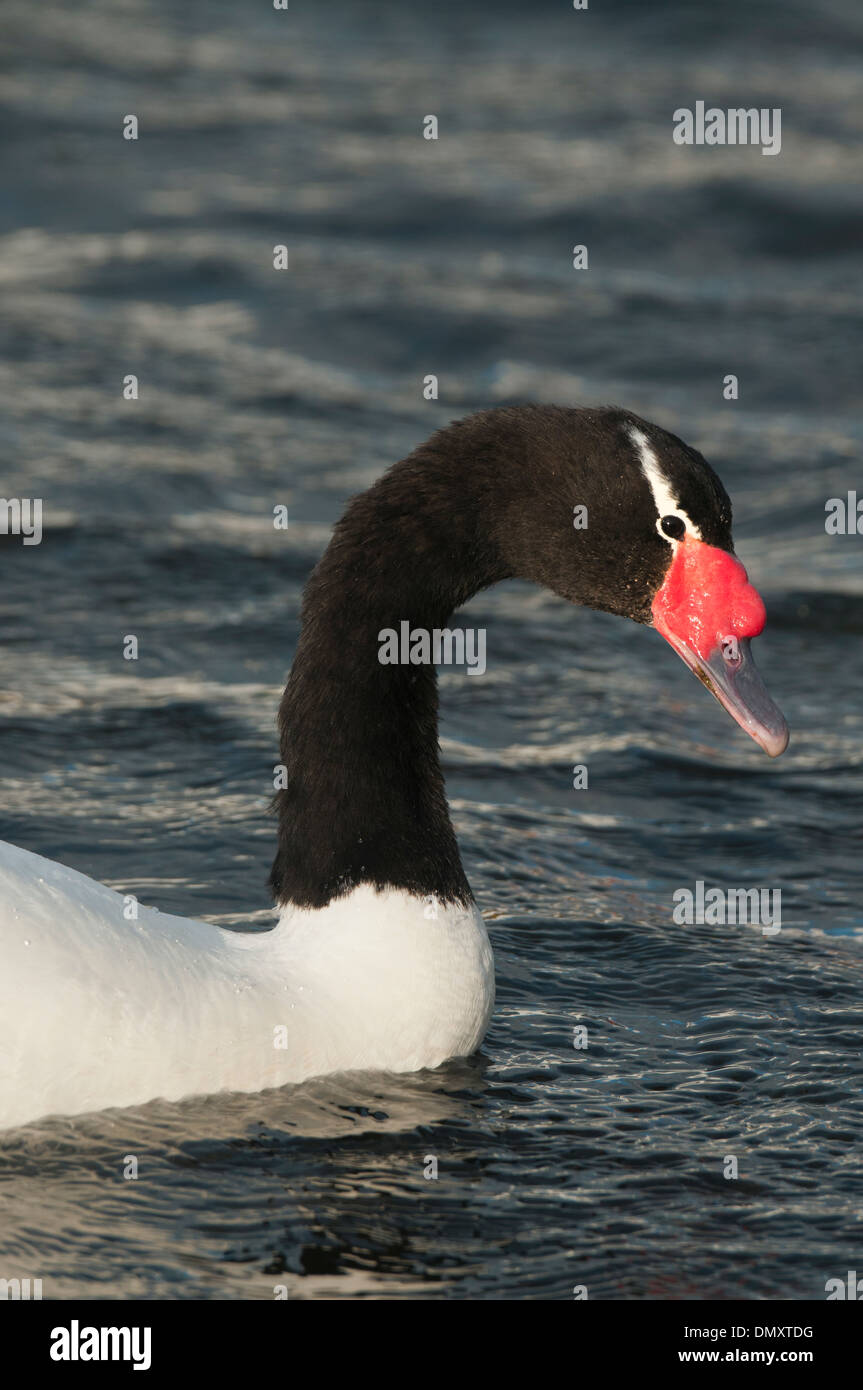 Schwarz-necked Schwan (Cygnus Melancoryphus), WILD. Puerto Natales, Chile-Patagonien Stockfoto