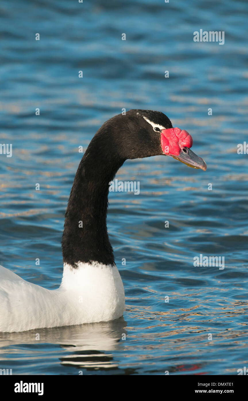 Schwarz-necked Schwan (Cygnus Melancoryphus), WILD. Puerto Natales, Chile-Patagonien Stockfoto